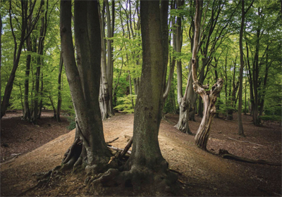 Epping Forest