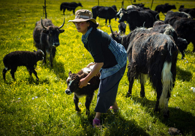 Daily Life in the Grasslands